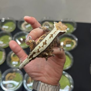 세이블