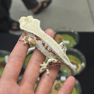 솔리드백 레드 릴리화이트
