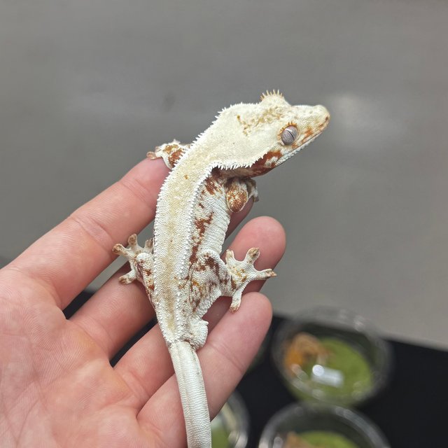 솔리드백 레드 릴리화이트