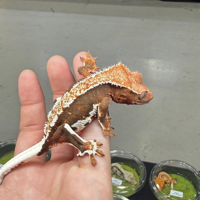 릴리100%헷아잔틱 레드