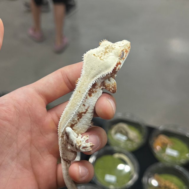 솔리드백 레드 릴리화이트