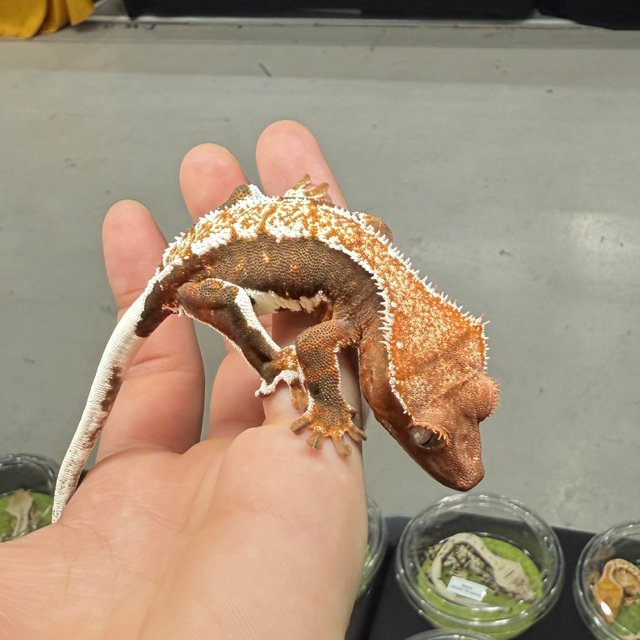 릴리100%헷아잔틱 레드