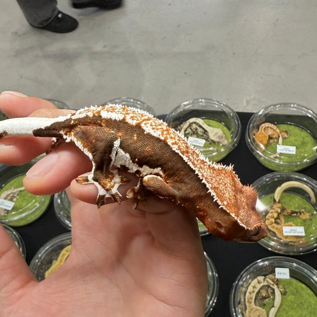 릴리100%헷아잔틱 레드