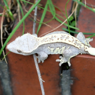 Pale