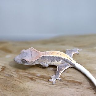 베헤리트 x 아낙시아 