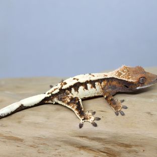 세이블