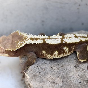 Axanthic