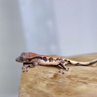 세이블릴리