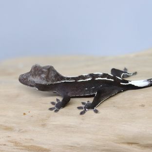 아잔틱