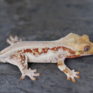 Lilly White 100% Het Chocho