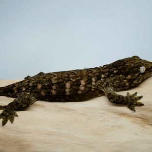 Het melanistic Friedel Harkito