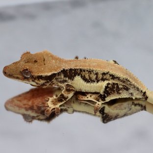 100% Het Chocho Lilly White