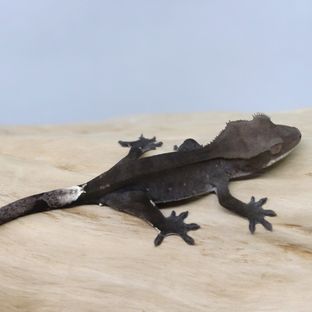 아잔틱