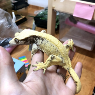 레몬그랩