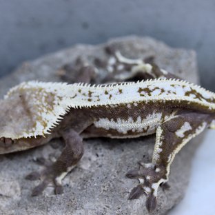 Axanthic