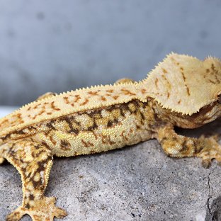 100% Het Axanthic