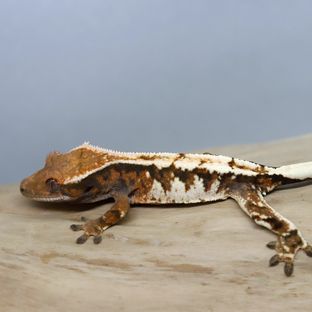 세이블