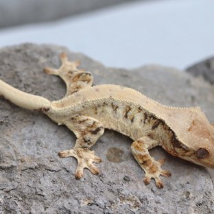 릴리화이트 100%헷초초