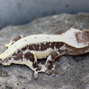 Lilly Axanthic