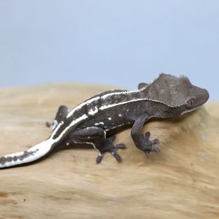 Axanthic