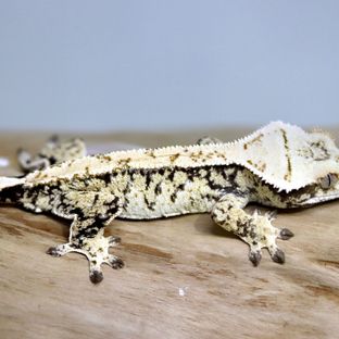 모닝 x젠크