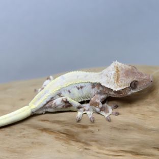 릴리 세이블