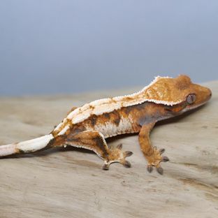 세이블
