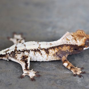 오르비스 x 코냑