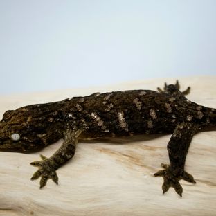 Het melanistic Friedel Harkito