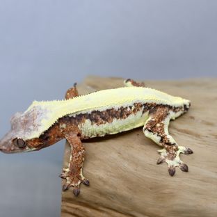 릴리 세이블