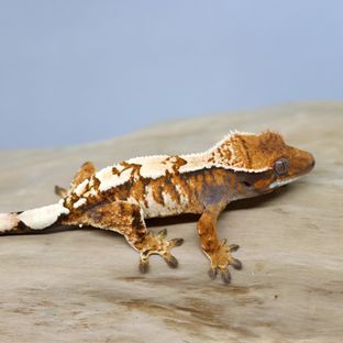 세이블