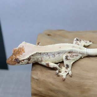 릴리 세이블
