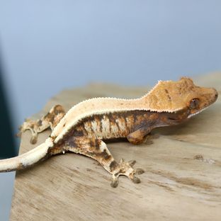 세이블