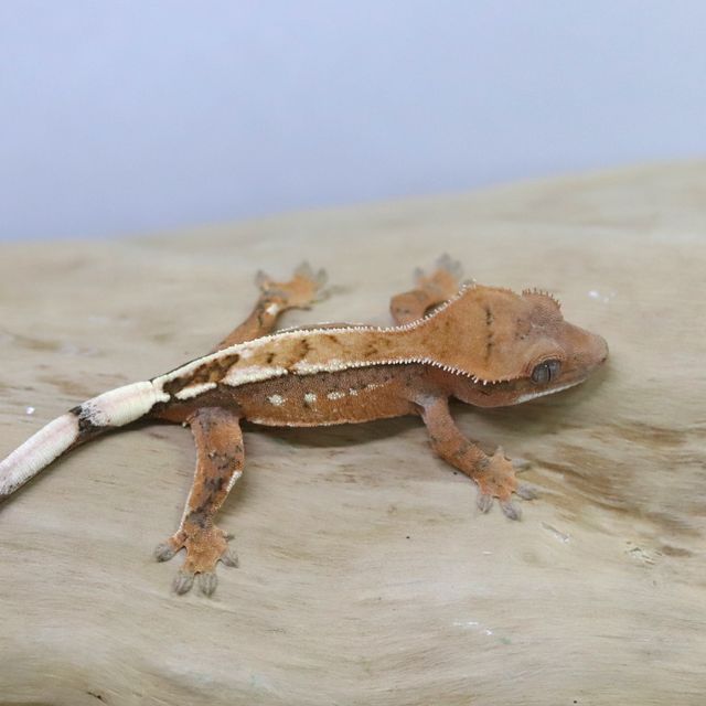 세이블