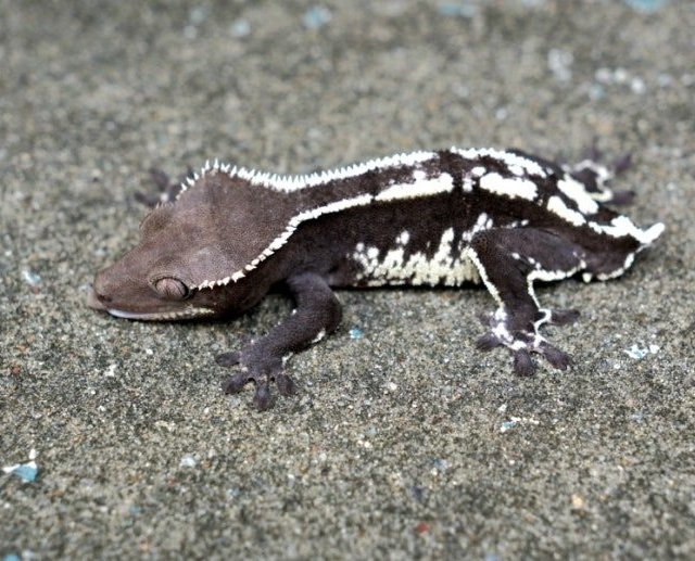 Axanthic