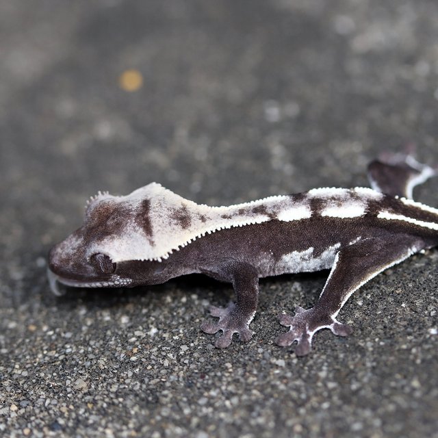 Axanthic