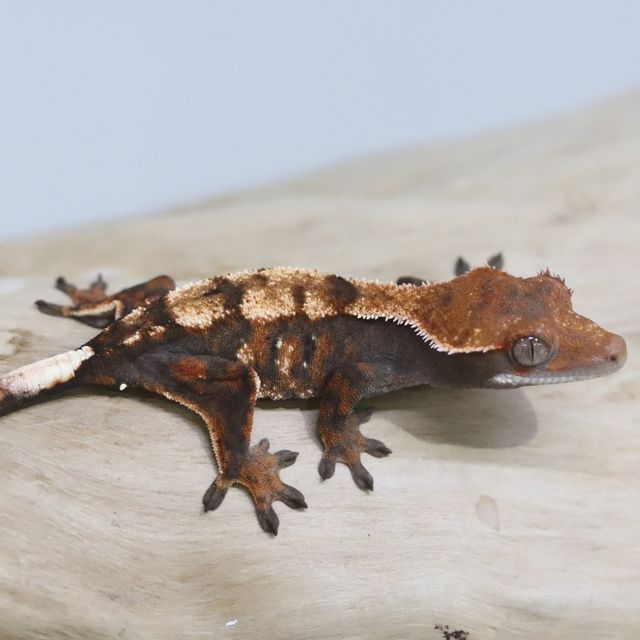 세이블