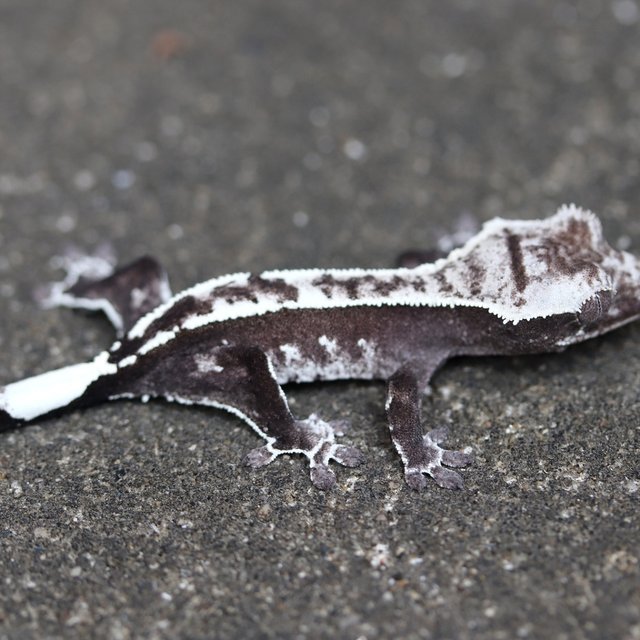 Axanthic