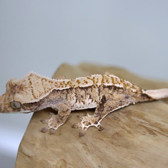 트라이