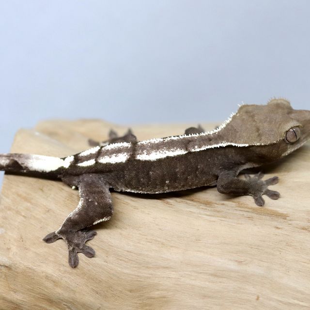 아잔틱