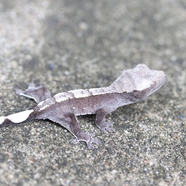 Axanthic