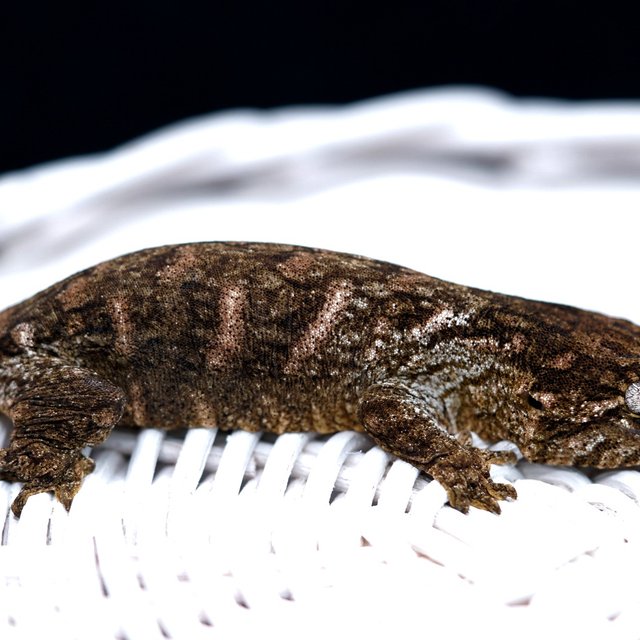 Red bar Friedel Harkito Het melanistic