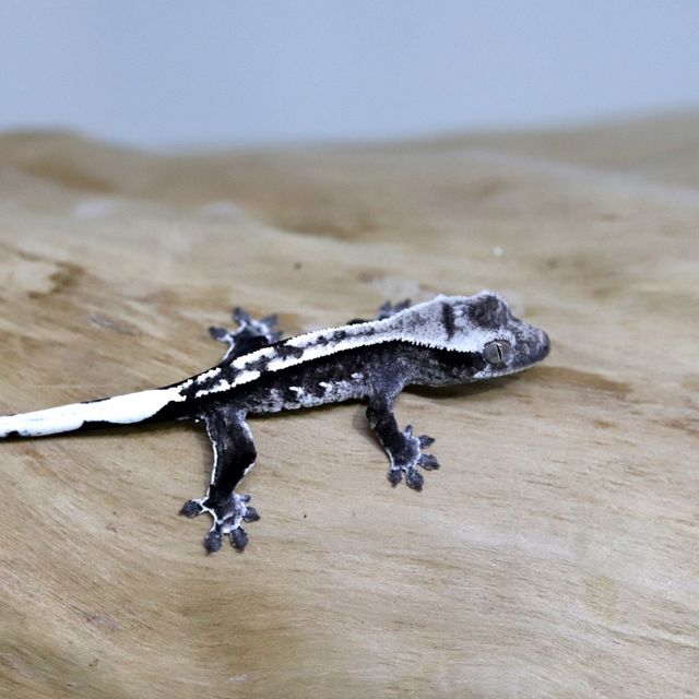 아잔틱