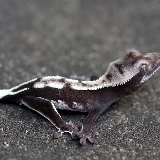 Axanthic