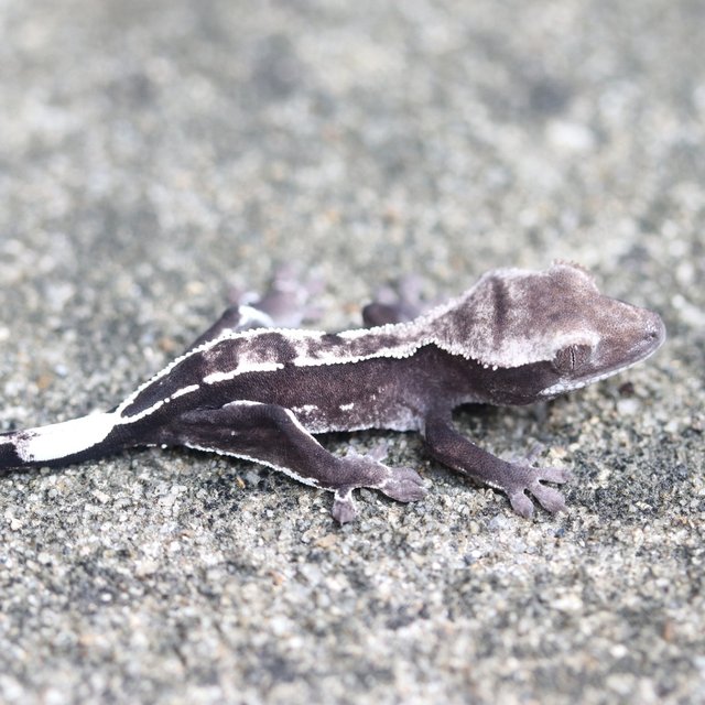 Axanthic