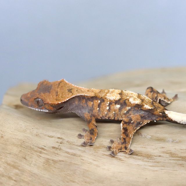 세이블