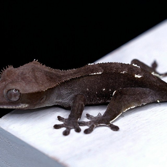 Axanthic