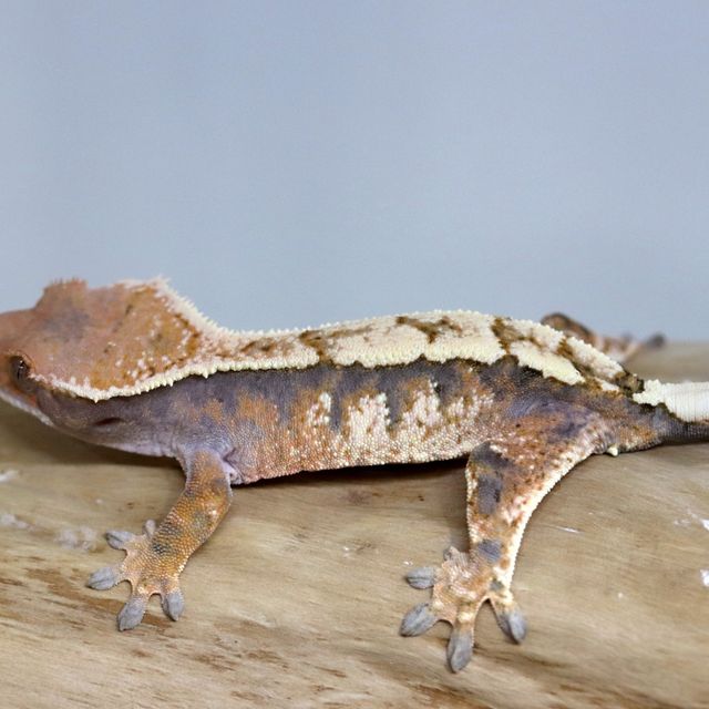 세이블