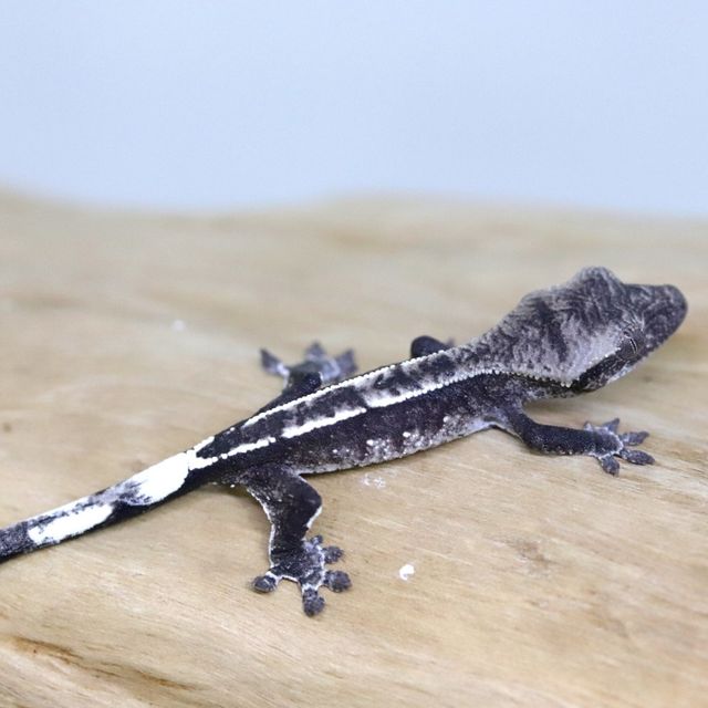 아잔틱