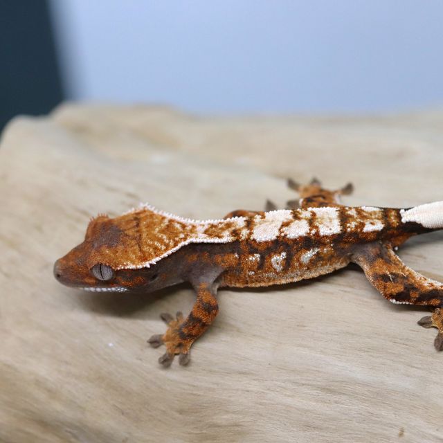 세이블